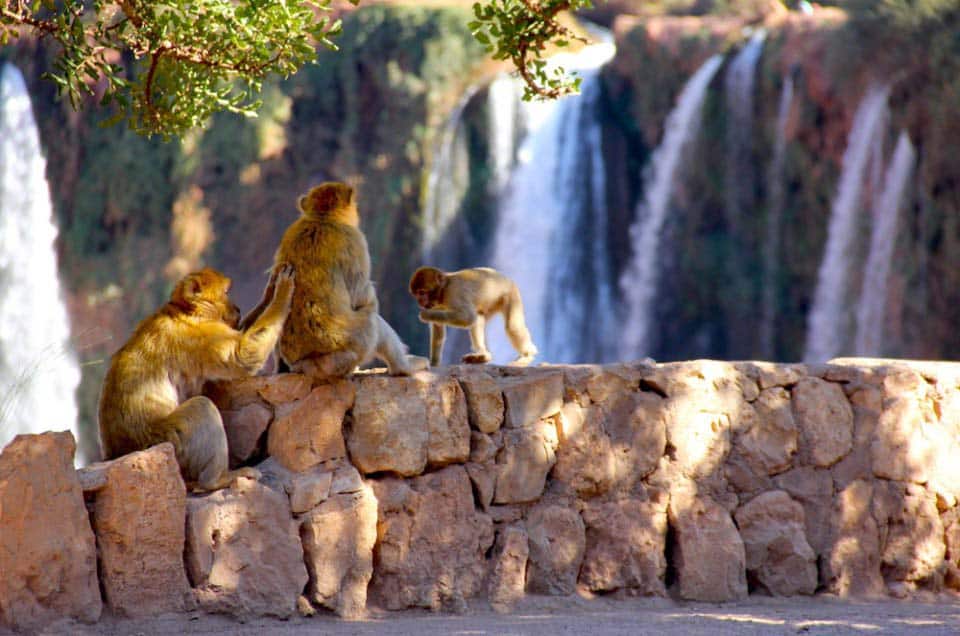 1-Day Ouzoud Waterfalls Day Trip from Marrakech 2
